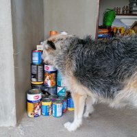 ZS Stanin - Podsumowanie akcji „Pomóż zwierzakom i zgarnij nagrody dla klasy”