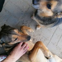 ZS Stanin - Podsumowanie akcji „Pomóż zwierzakom i zgarnij nagrody dla klasy”